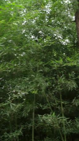 Eternal Dragon Emperor episode 55