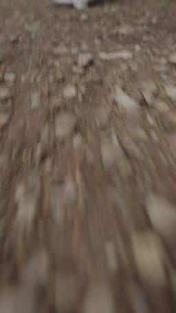 Eternal Dragon Emperor episode 115