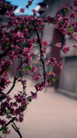 Reborn Bride: Saving the Crown Prince episode 5