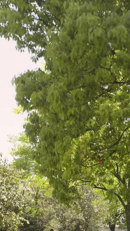 The Regretful Scholar's Pursuit episode 57