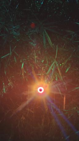 The Bride of the Wolf King episode 38