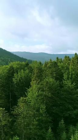 The chauffeur episode 1