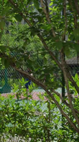 Surrender, My Stepson episode 24