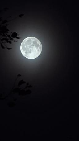 Claimed by My Hunter Husband episode 82