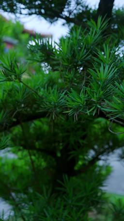 Reborn in Flames episode 63