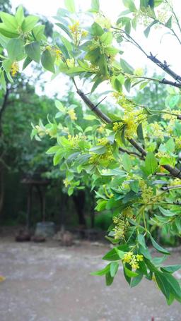 Claimed by My Hunter Husband episode 10