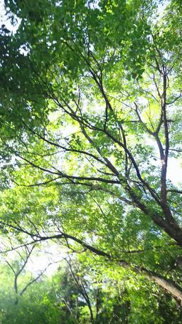 Claimed by My Hunter Husband episode 24