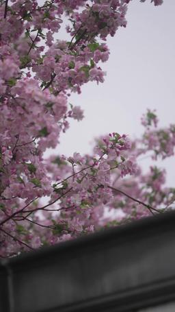 Boss Mom: A Lazy Daydream episode 66