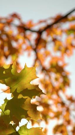 Operation Christmas Trap episode 58